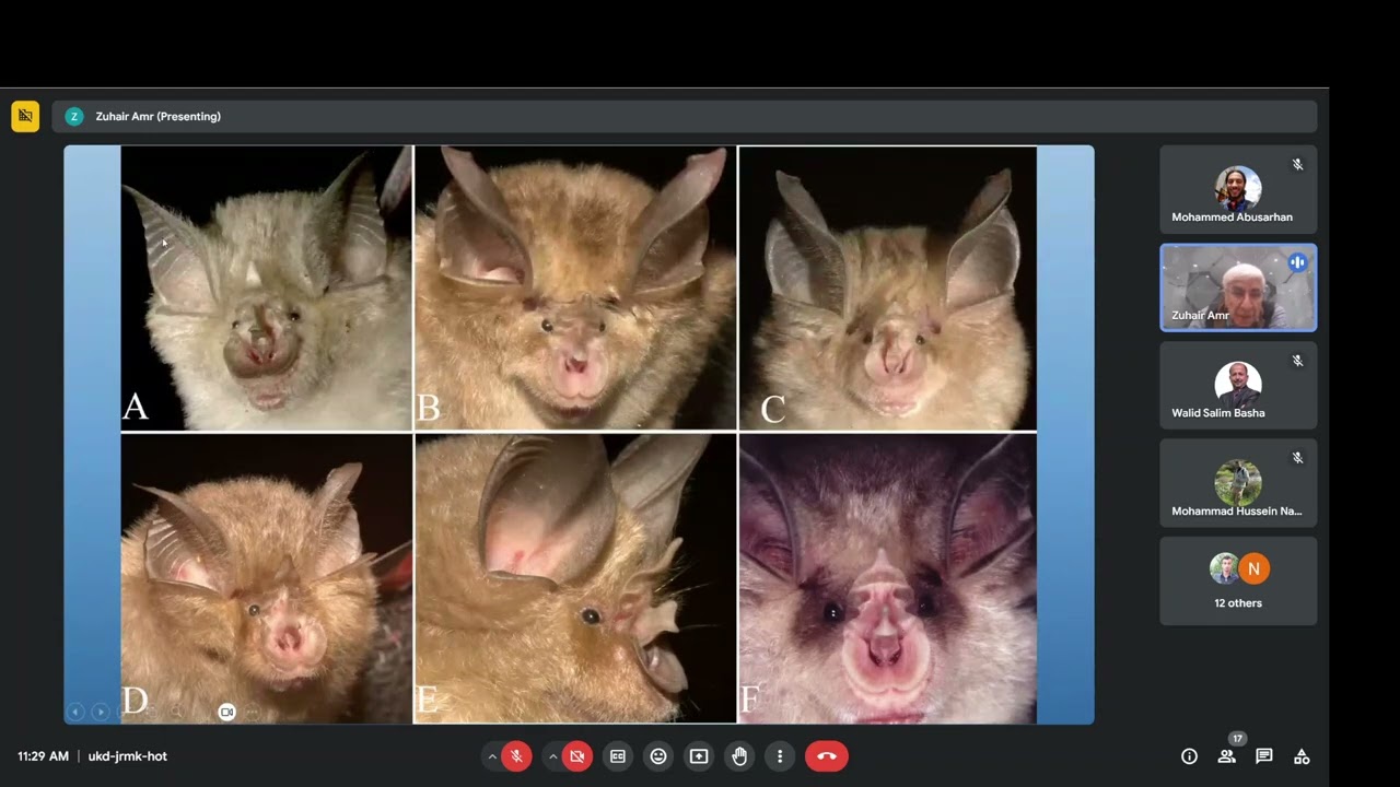 Echolocation: The Language of Bats