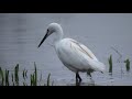 Aigrette Garzette en pêche, une technique de pêche au top.