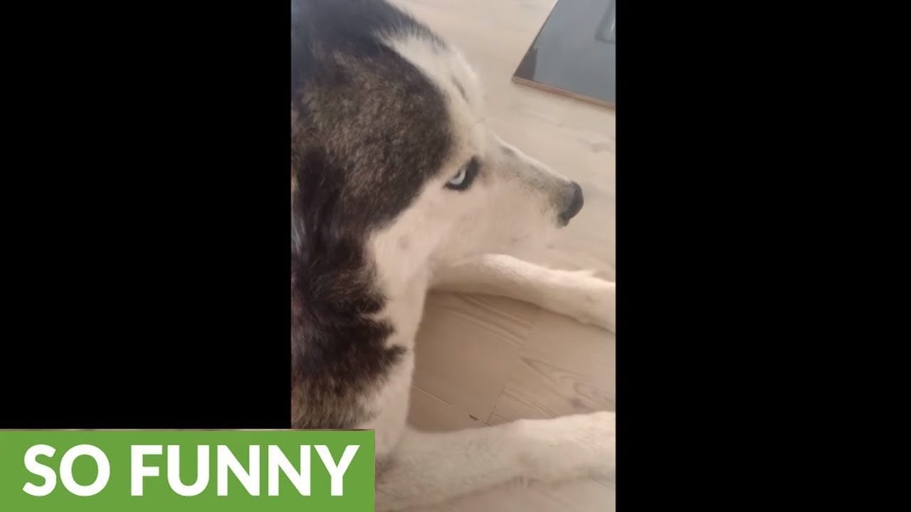 videos for cats Grumpy husky not thrilled about waking up early