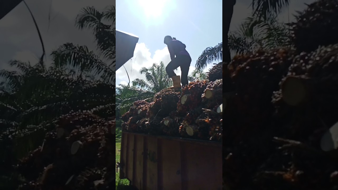 SAWIT EKONOMI NEGARA,///