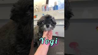 Yorkiepoo (yorkie poodle) transformation. | Mobile Dog Grooming
