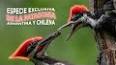 El Fascinante Mundo de los Insectos Biomiméticos ile ilgili video