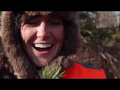 how to identify pine and other coniferous trees