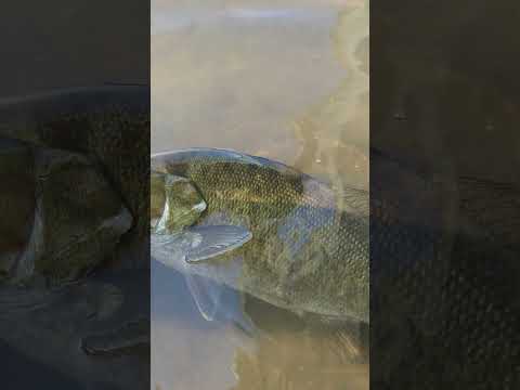 川で釣りしていたらスモールマウスバスが釣れた！