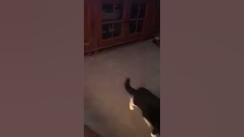 Forever Interactive Cat Laser Toy