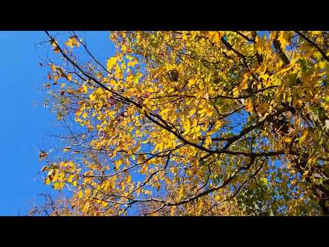 Autumn at Eke Acres