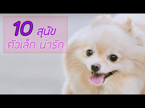 10 สุนัขตัวเล็ก สุนัขน่ารัก พกพาง่าย | Perkak Eiei