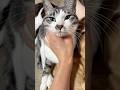 ジャンピング抱っこする猫#野良猫#保護猫#cat