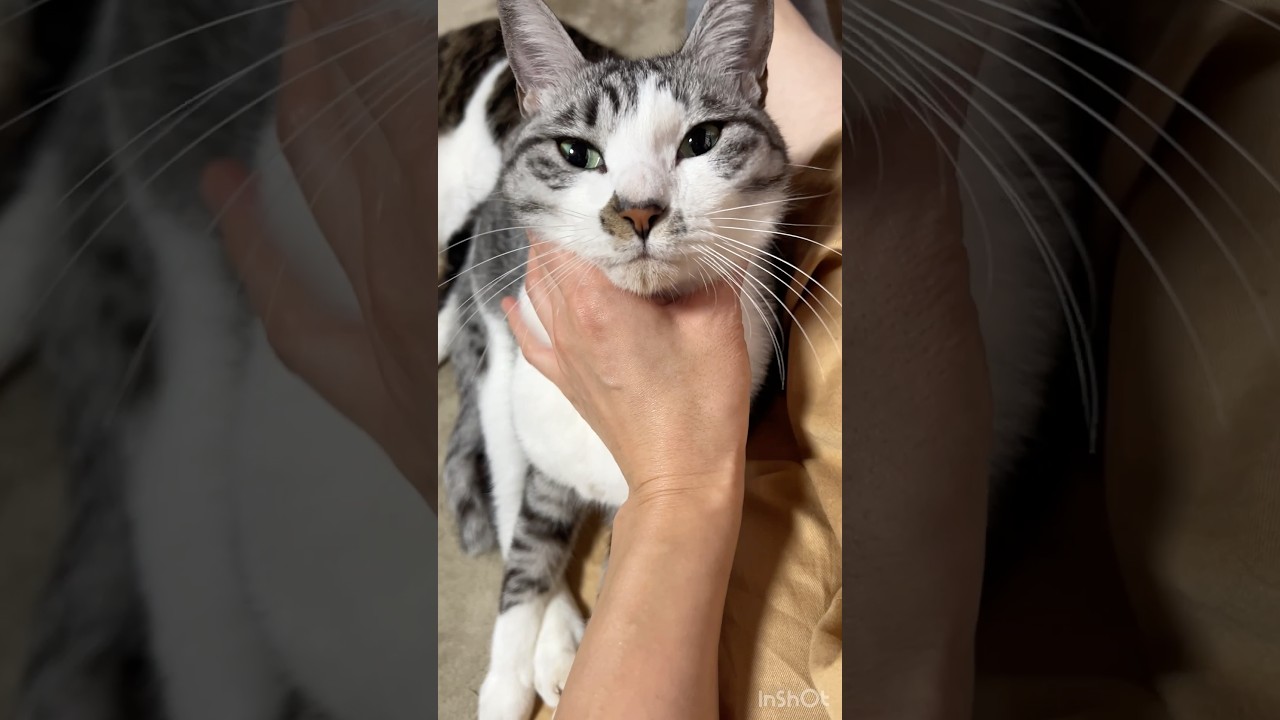 ジャンピング抱っこする猫#野良猫#保護猫#cat