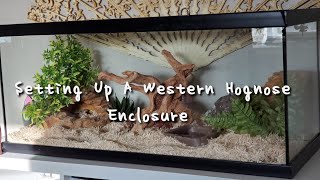 Setting Up My Western Hognose Snake's Enclosure // Wilbur's Updated Enclosure