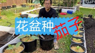 使用花盆种茄子：为什么使用花盆种茄子，花盆尺寸以及如何种植，茄子的后期管理