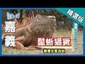 台灣第一等【鬣蜥猖獗 生態浩劫】嘉義 _精選版