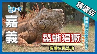 台灣第一等【鬣蜥猖獗 生態浩劫】嘉義 _精選版