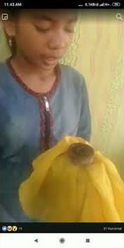 Viral rantai babi asli bisa terbang di suruh oleh pemilik nya