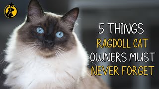 5 Things Ragdoll Cat Owners Must Never Forget