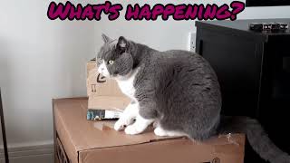 Cats love boxes British Shorthair