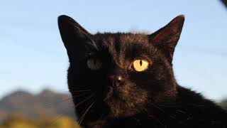 Cat-tastic! by Bruce the cat 486 views 3 years ago 1 minute, 6 seconds