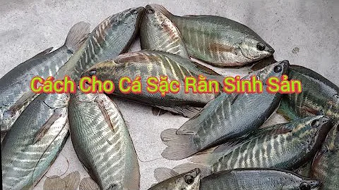 Top 16 cá sặc lò tho