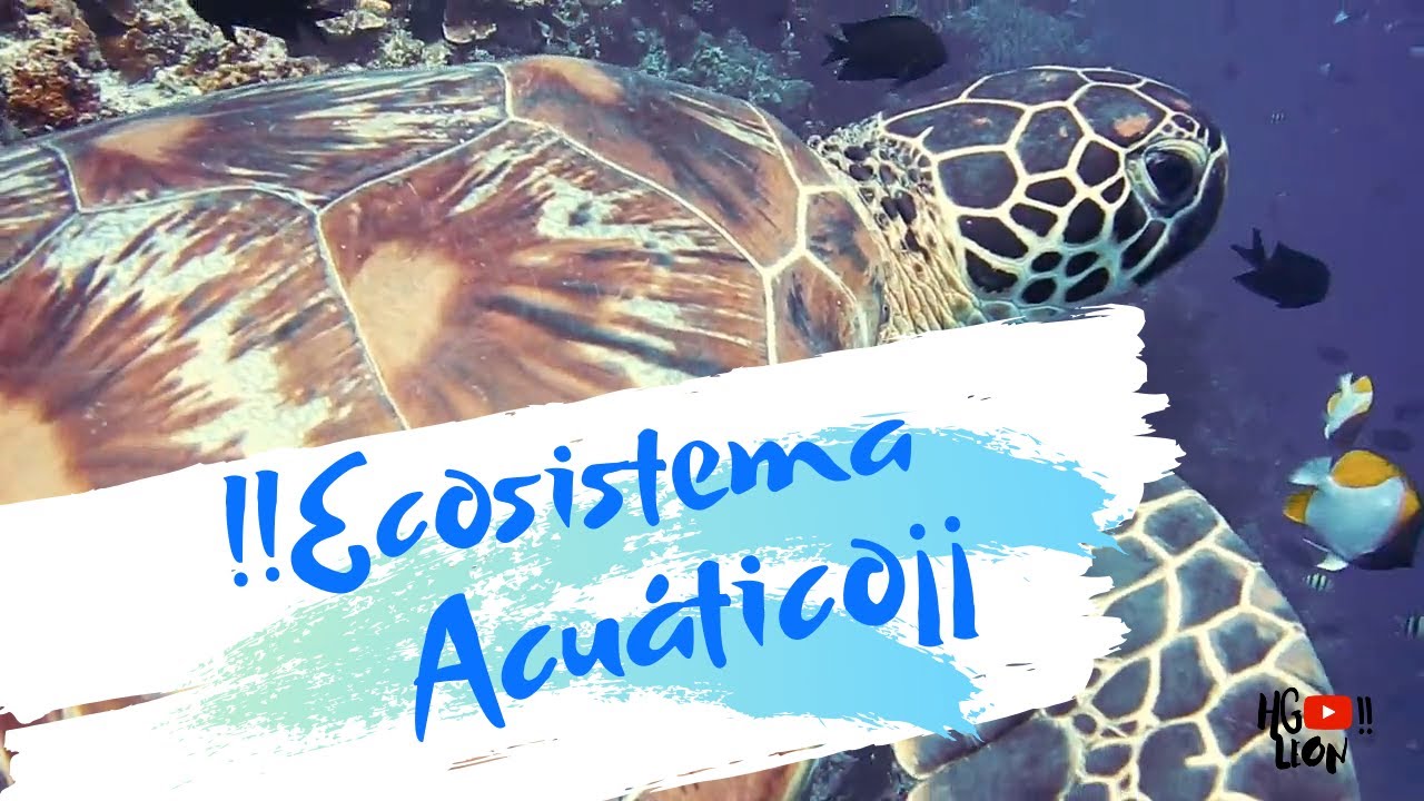 Ecosistema Acuatico Concepto Caracteristicas Y Ejemplos Images