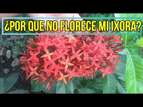 Video: ¿Por qué no florecen mis ixoras?