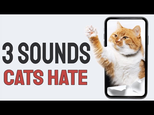 7 Sounds Cats Hate That You Should Avoid 