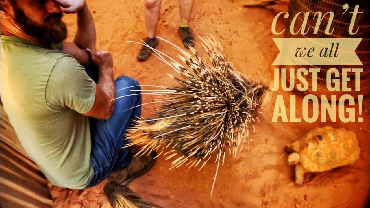 funny video memes First visit to the Amazing WILD FLORIDA!