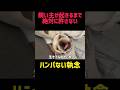 破壊力がハンパないフレブルの子犬の朝#フレンチブルドッグ 子犬 #犬の日常 #子犬のいる生活 #犬好き必見 #癒し動画 #可愛い犬 #フレブル子犬 #犬動画 #モーニングルーティン #子犬動画