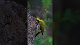 bird life #gqmediodigital #nav #shivratrispecial #nature #navcoin #hindufestival #bird