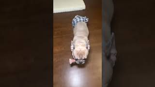 Money Man is always so happy #bulldog #frenchbulldog #frenchie #dogshorts