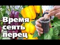 ПОСЕВ ПЕРЦА НА РАССАДУ. Подробная инструкция