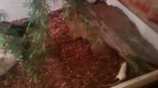 tegu attacks! Net Worth