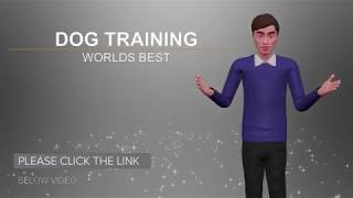 Dog Training