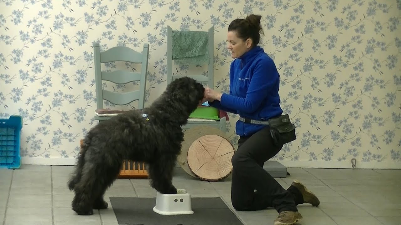 Goede Basis voor balans & zelfvertrouwen voor je pup & hond Deel 1