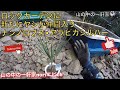 [山の中の一軒家]ロックガーデンに新たにヤシが仲間入りナンノロプス•アラビカシルバー　竹の根切りをします　シルキーゴム太郎根切(ユーエム工業)