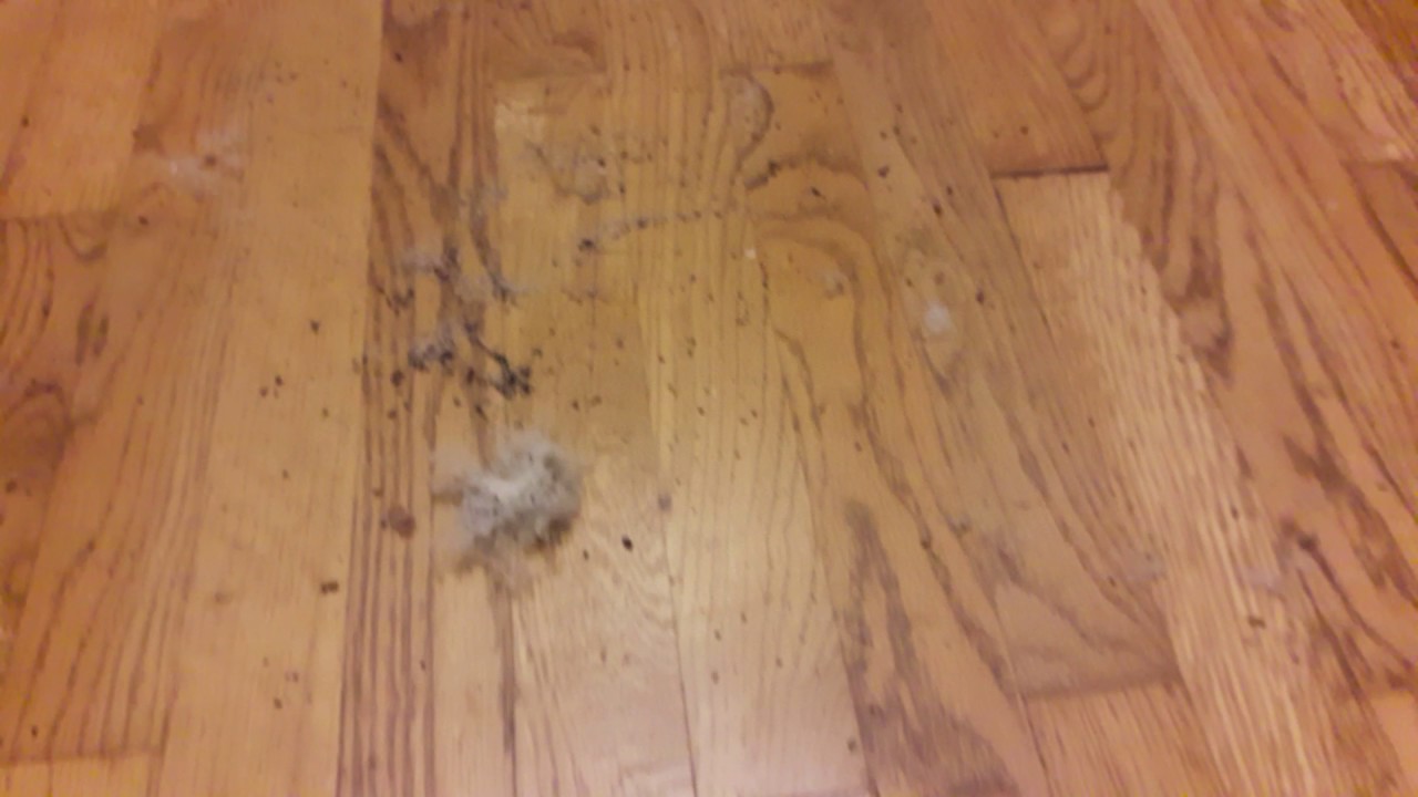 weird white powder on my floor from ceiling carperter ants 1 YouTube