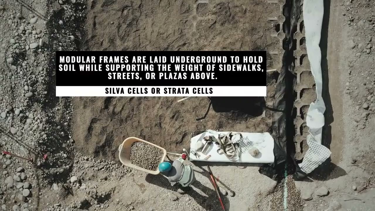 Blue Grass Commercial Landscaping - 8th street project Calgary