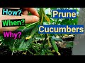 How? When? Why? Prune Cucumbers High Yields Maximum Production Small Spaces... Simple and  Easy