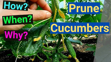 How? When? Why? Prune Cucumbers High Yields Maximum Production Small Spaces... Simple and  Easy