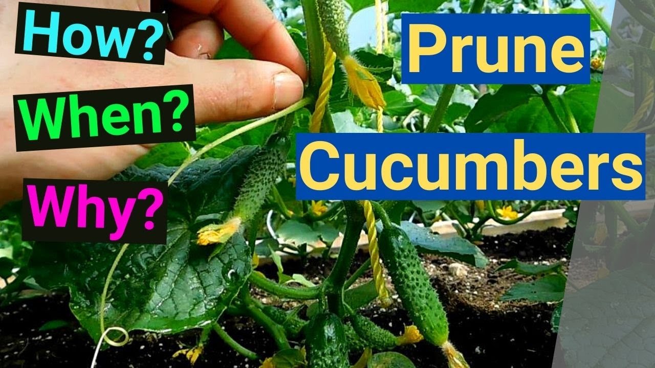 How Many Cucumbers Are In A Pound