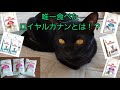 ドライフード嫌いな猫が選んだ、唯一のロイヤルカナンはどれ⁉️