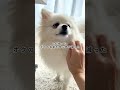 「子どもが世話するから」と犬を飼い始めるも飽きて世話をしなくなるケース。年間12,000頭以上が「飼えなくなった」として行政に持ち込まれている。 #ワンジュ #pr #ワン寿