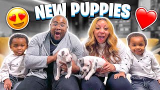 SURPRISING OUR **TWO SETS OF TWINS WITH TWIN PUPPIES *GETS EMOTIONAL