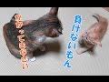 子猫が自分の3倍はある猫と喧嘩 Quarrel kitten is a big cat