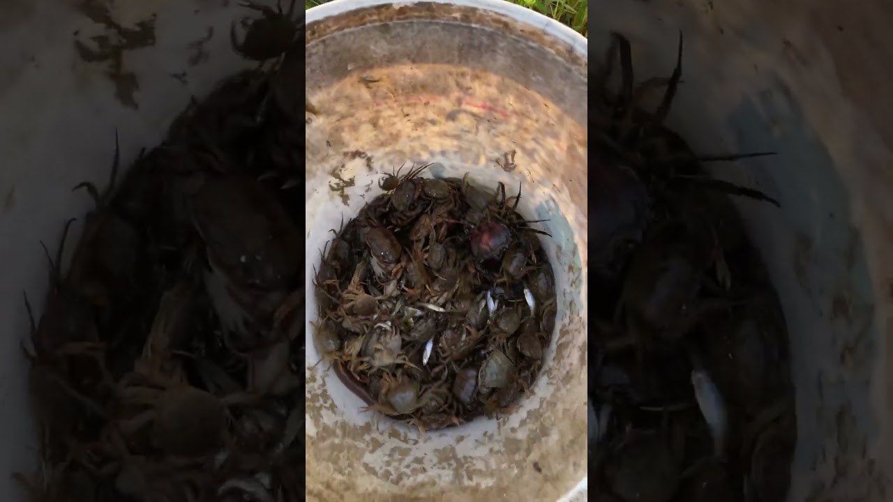 Freshwater Crab Species 