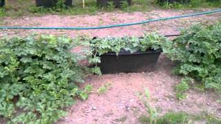 Brother Barry at a 500+ Earth Box farm in Jersey City, NJ 2