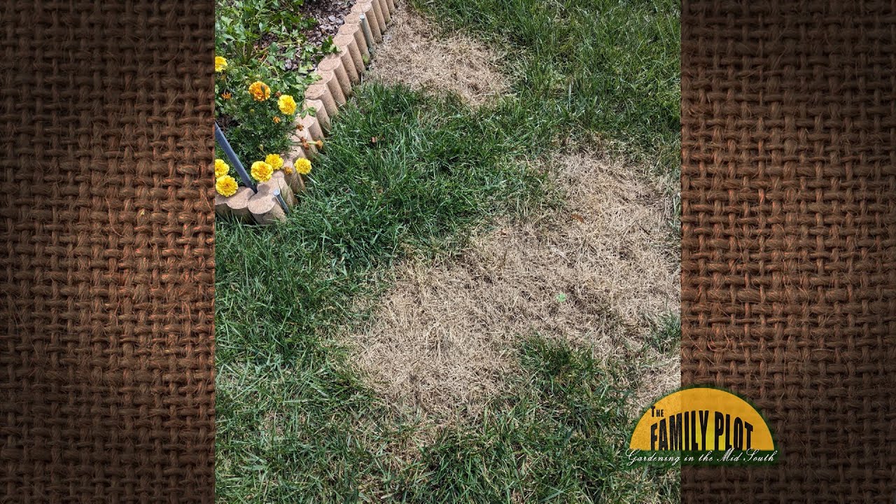 q-a-how-do-i-control-patches-of-bermuda-grass-in-my-tall-fescue-lawn