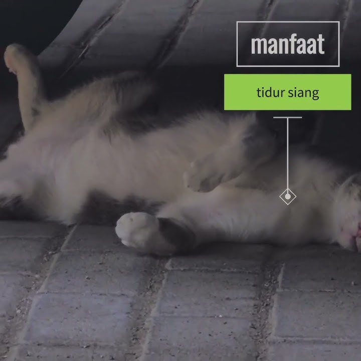 manfaat tidur siang