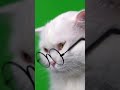 Chat qui boude ton prof  lunettes de la rentre prochaine 