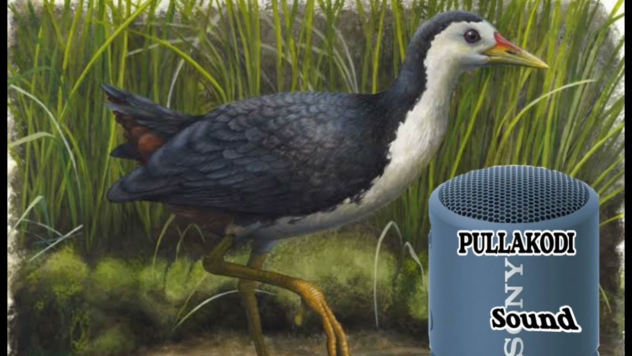 Pullakodi Sound  Super Music waterfall bird sound