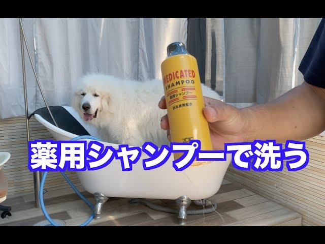 薬用シャンプーを使ってみた　グレートピレニーズ